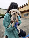 adoptable Dog in pacifica, CA named Lady Jessica Atreides