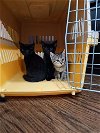 adoptable Cat in pacifica, CA named Dorothy Zbornak (Golden Girls)