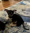 adoptable Dog in  named Alaric (Fairy Litter)