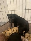 adoptable Dog in pacifica, CA named Ember