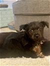 adoptable Dog in pacifica, CA named Ember (Fairy Litter)
