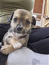 adoptable Dog in pacifica, CA named Charlotte Pickles (maroon collar)
