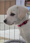 adoptable Dog in pacifica, CA named Kimi Finster (Rugrats litter)