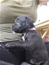 adoptable Dog in pacifica, CA named Susie Carmichael (Rugrats litter)