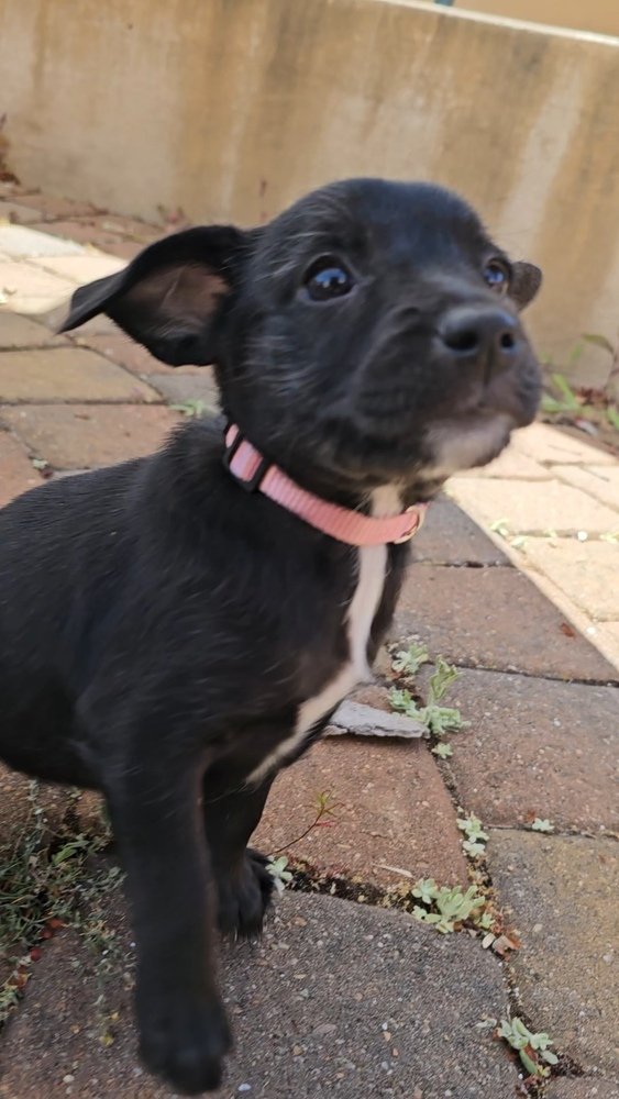 adoptable Dog in Pacifica, CA named Susie Carmichael (Rugrats litter)