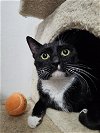 adoptable Cat in pacifica, CA named Jane