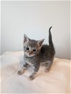 adoptable Cat in  named CA Wildlfowers - Sage