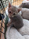 adoptable Cat in  named CA Wildflowers - Lupine