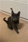 adoptable Cat in  named Nova
