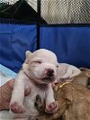 adoptable Dog in pacifica, CA named Kazaa (90