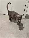 adoptable Cat in pacifica, CA named Mama Apple Fritter (donut litter)
