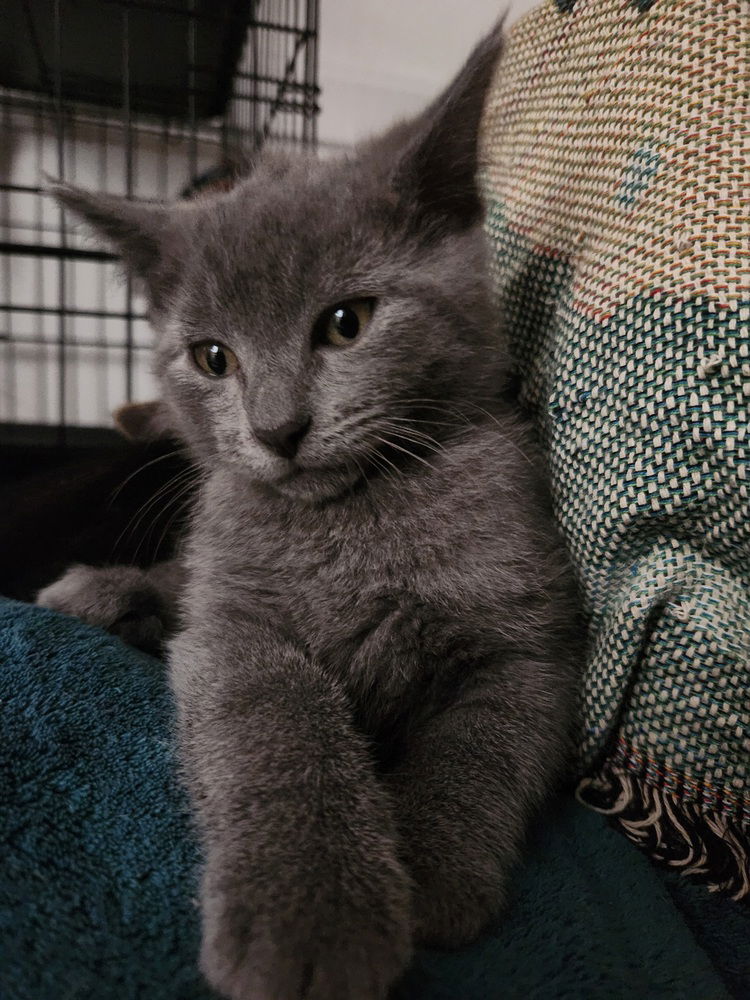 adoptable Cat in Pacifica, CA named Tenisha -Freek a Litter