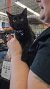 adoptable Cat in  named Felicia -Freek a Litter