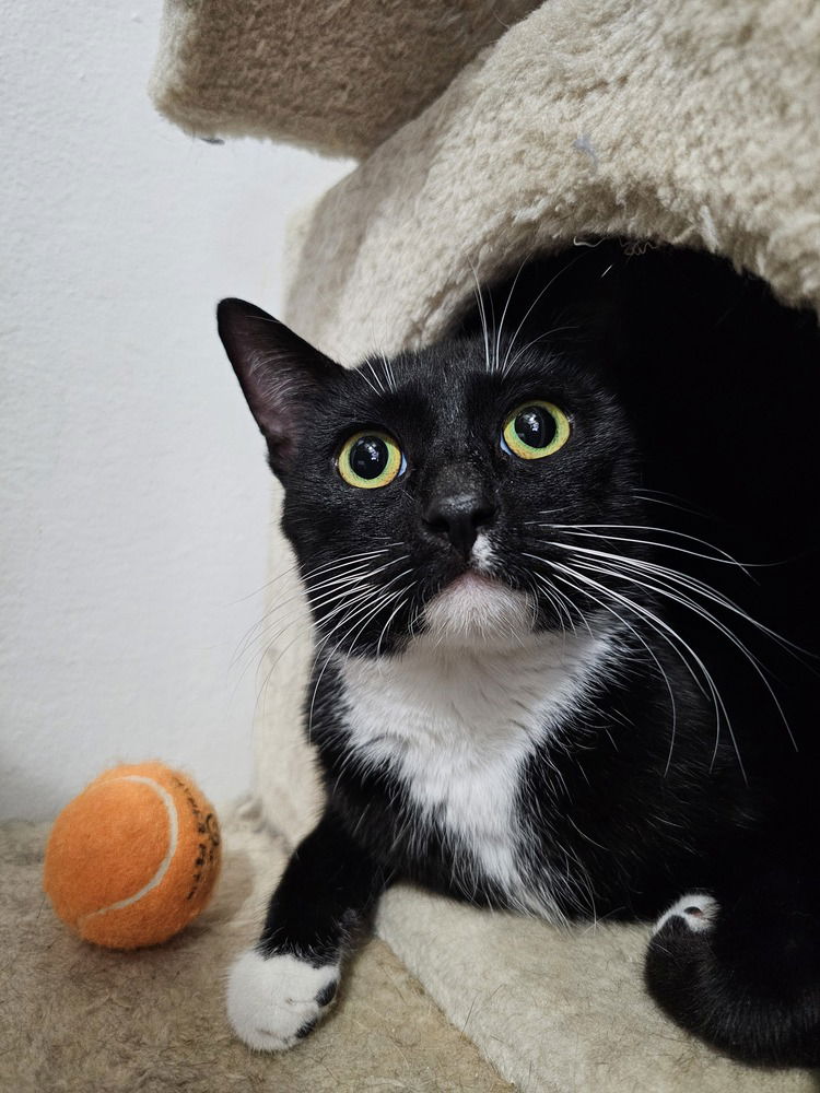 adoptable Cat in Pacifica, CA named Jane