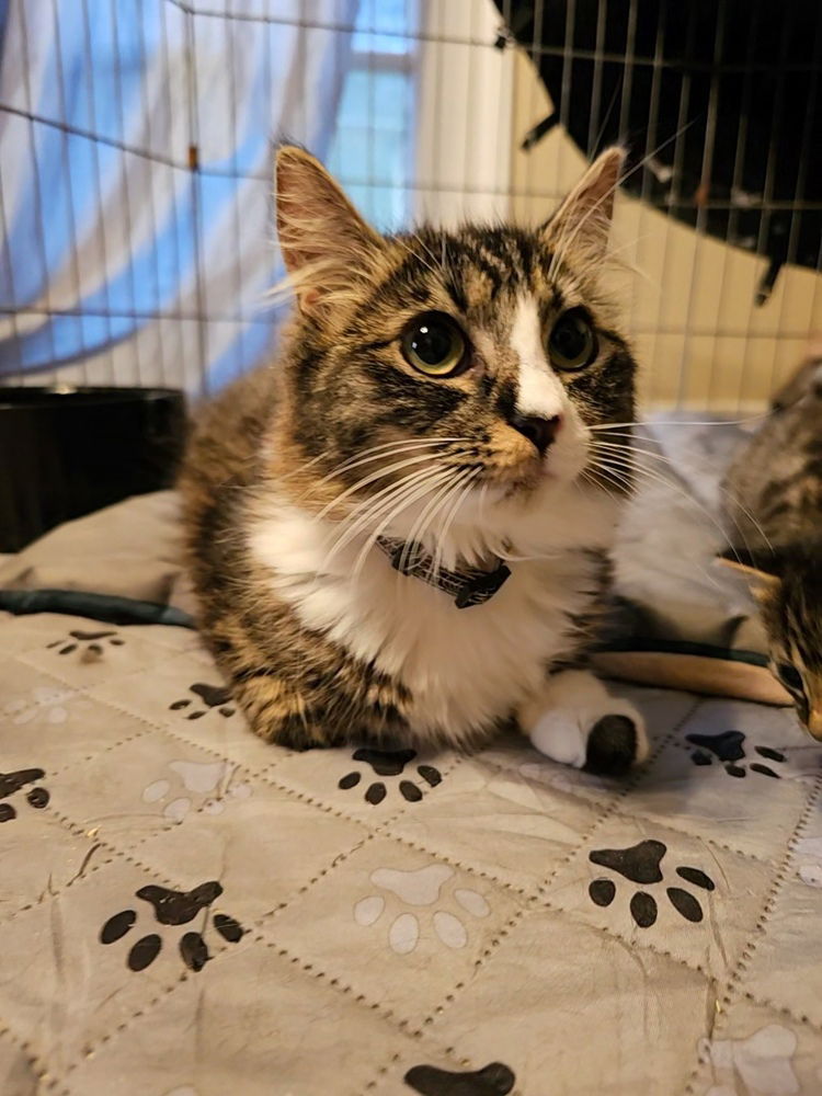 adoptable Cat in Pacifica, CA named Milktea (toppings litter)