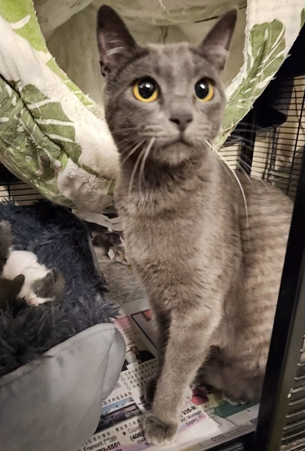 adoptable Cat in Pacifica, CA named Burning Man (festival litter)