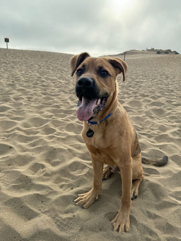 adoptable Dog in Pacifica, CA named Buster