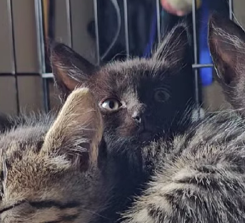 adoptable Cat in Pacifica, CA named Rainbow Jelly (toppings litter)