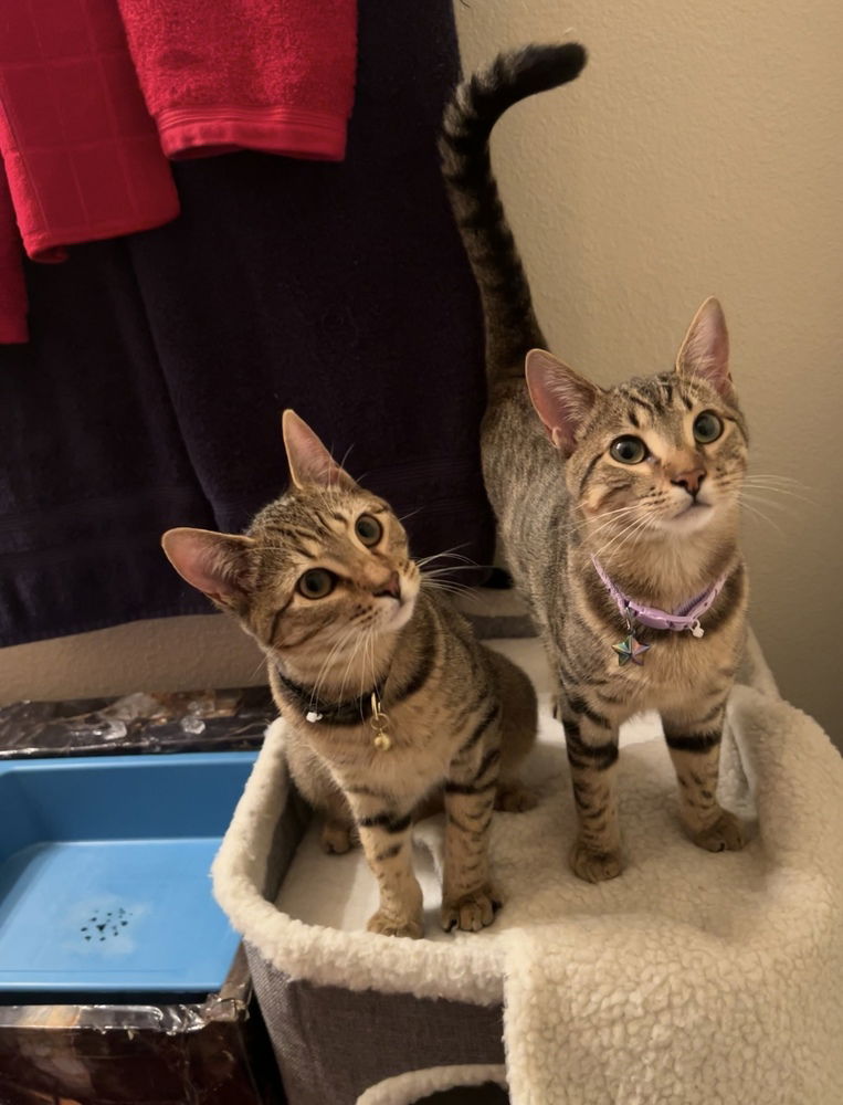 adoptable Cat in Pacifica, CA named sheetrock