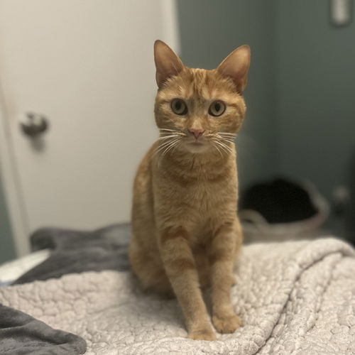 picture of the cat needing adoption