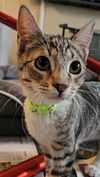 adoptable Cat in Pacifica, CA named Alvin (chipmunk)
