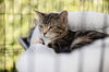 adoptable Cat in pacifica, CA named Simon (chipmunk)