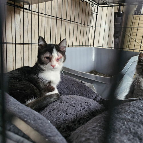picture of the cat needing adoption