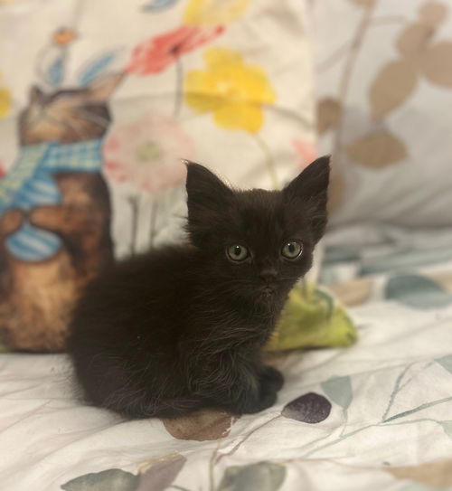 picture of the cat needing adoption