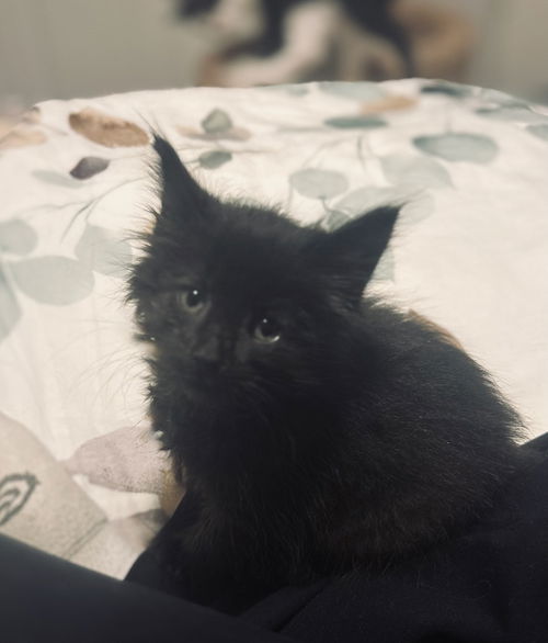 picture of the cat needing adoption
