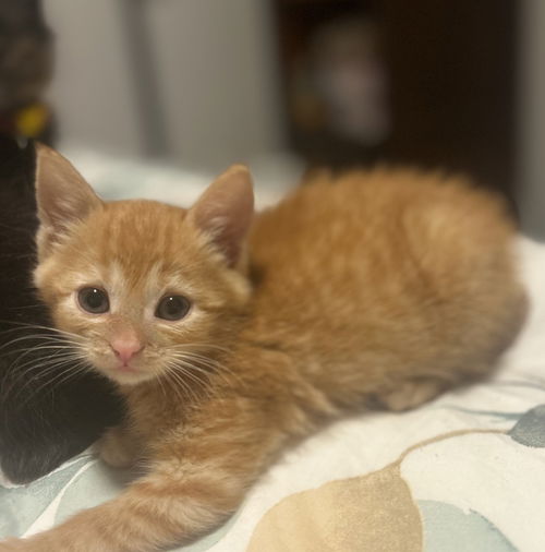 picture of the cat needing adoption