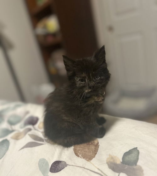 picture of the cat needing adoption