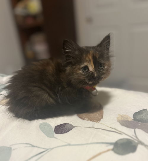 picture of the cat needing adoption