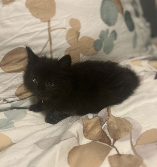 picture of the cat needing adoption