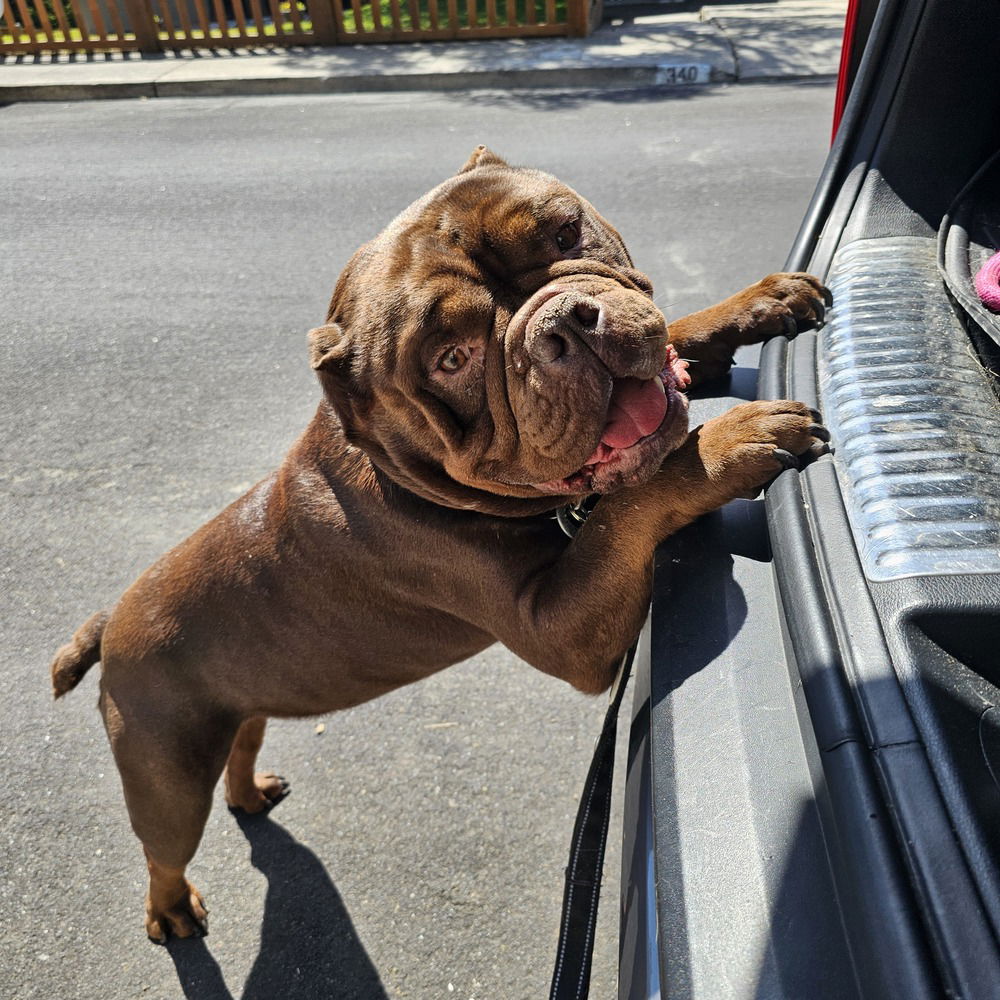adoptable Dog in Pacifica, CA named Chewy