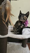 adoptable Cat in pacifica, CA named Pom Pom (SJ)