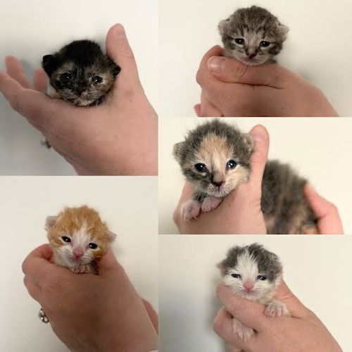 picture of the cat needing adoption
