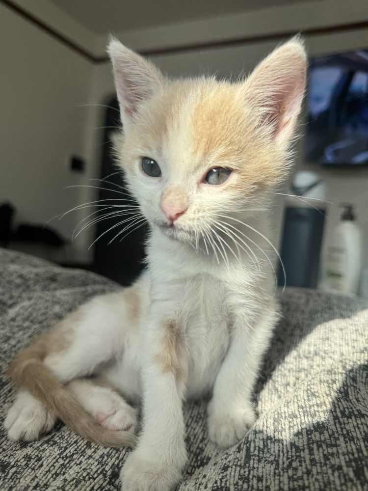 adoptable Cat in Pacifica, CA named Baskin (IC)
