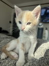adoptable Cat in  named Baskin (IC)