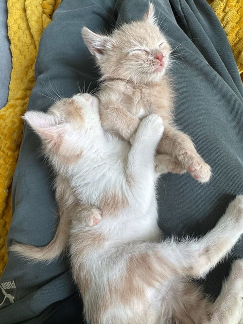 picture of the cat needing adoption