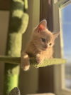 adoptable Cat in pacifica, CA named Robbins (IC)