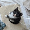 adoptable Cat in Pacifica, CA named Kumiko (ghibli)