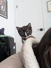 adoptable Cat in Pacifica, CA named Granmamare (ghibli)