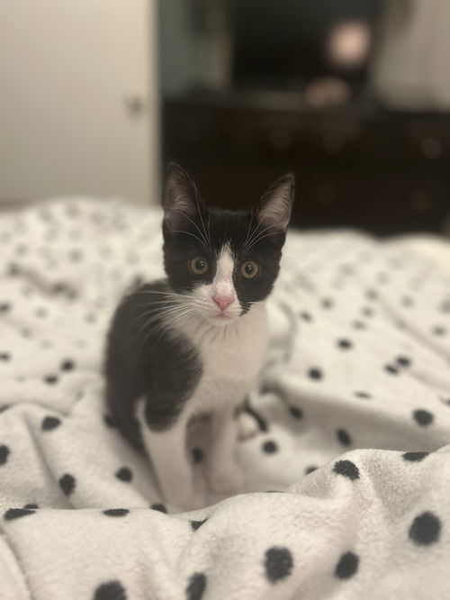 picture of the cat needing adoption