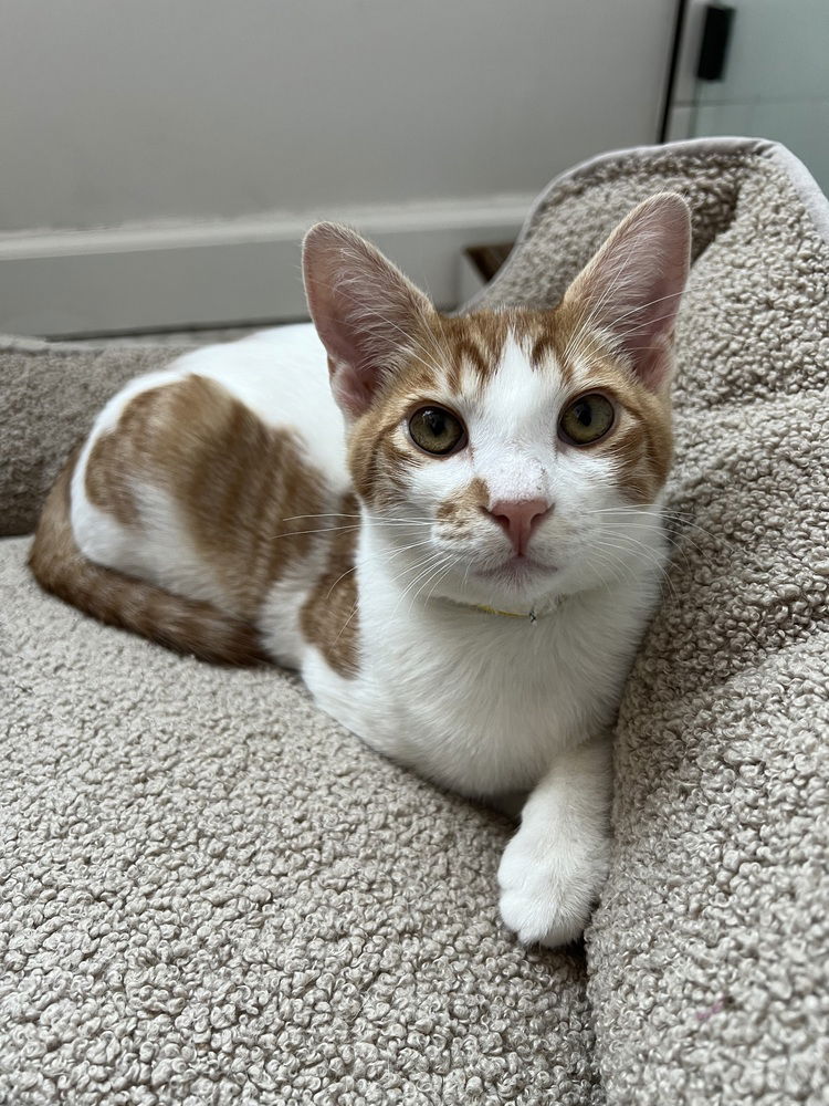 adoptable Cat in Pacifica, CA named Pirate
