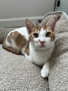 adoptable Cat in pacifica, CA named Pirate