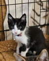 adoptable Cat in pacifica, CA named Scallywag