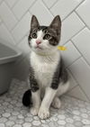 adoptable Cat in Pacifica, CA named Matey