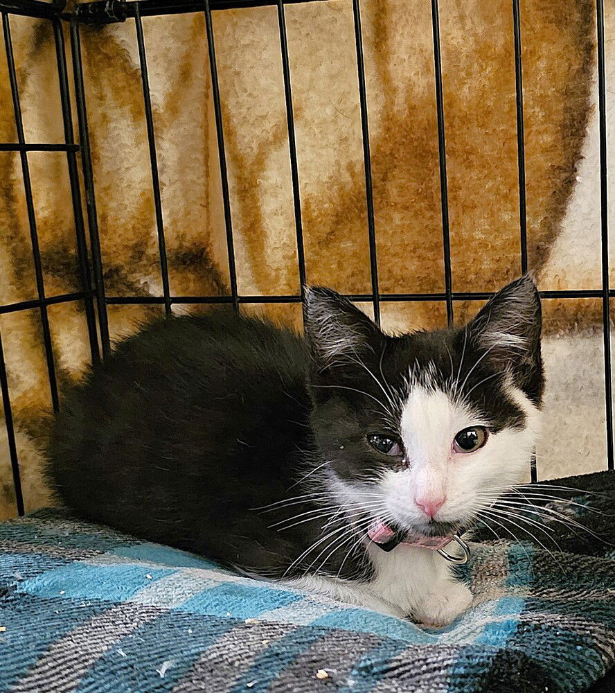 adoptable Cat in Pacifica, CA named Sparrow