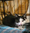 adoptable Cat in pacifica, CA named Sparrow