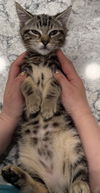 adoptable Cat in Pacifica, CA named Hot Pot (HP)